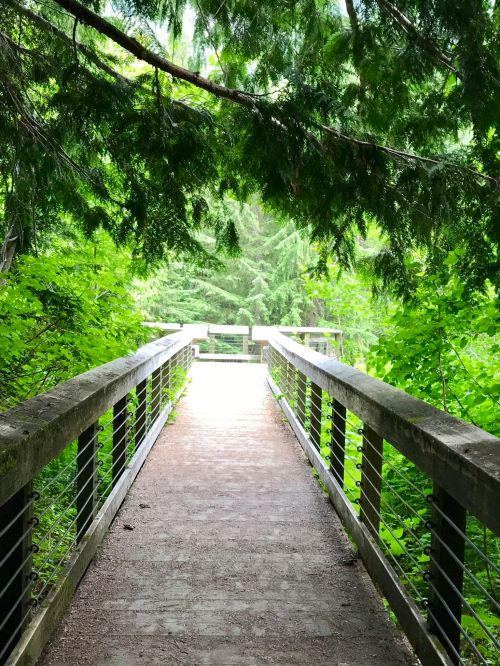 A wooden bridge surrounded by lush greenery, leading into a serene forested area.