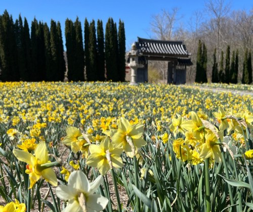 A field of yellow daffodils in bloom, with a traditional gate and tall trees in the background under a clear blue sky.