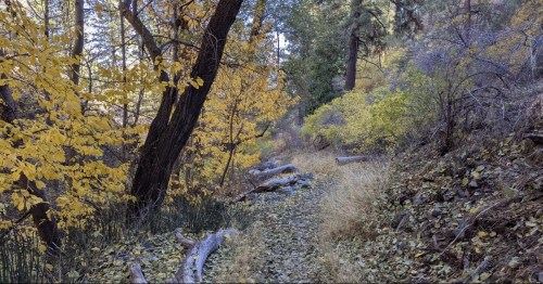 a nature trail with yellow and green trees alongside a dirt path