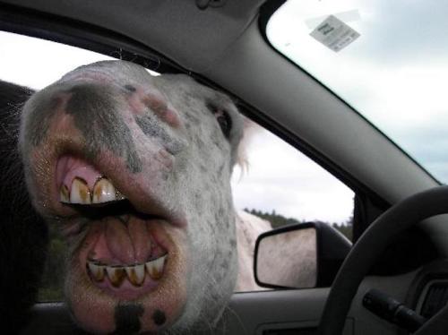 A close-up of a horse's face with a wide grin, peering into a car through the open window.