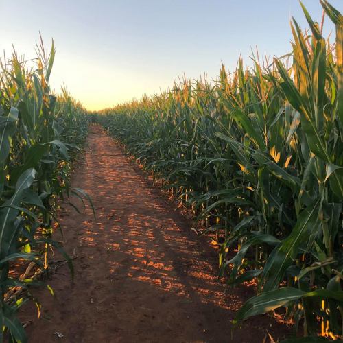 A narrow path through tall cornfields under a clear sky during sunset.