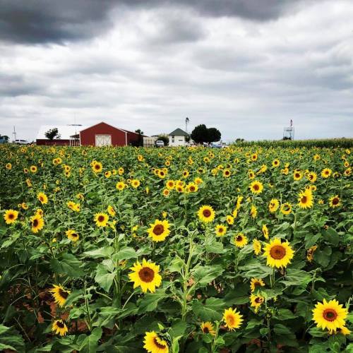 A field of vibrant sunflowers under a cloudy sky, with a red barn and distant buildings in the background.