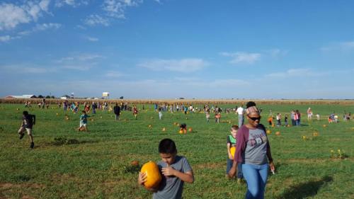 A busy pumpkin patch with families and children picking pumpkins under a clear blue sky.