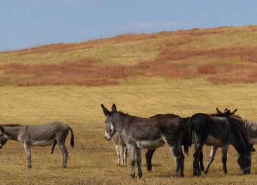 A group of donkeys grazing in a grassy field with a backdrop of rolling hills and blue sky.