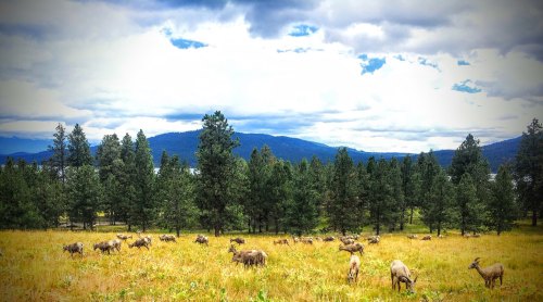 A herd of deer grazing in a grassy field surrounded by trees and mountains under a cloudy sky.