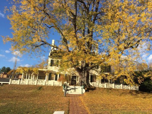 A large yellow-leaved tree stands in front of a historic house on a sunny day, surrounded by autumn foliage.