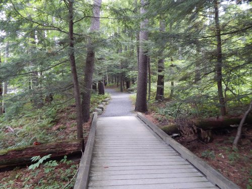 A wooden boardwalk leads through a lush green forest, surrounded by tall trees and underbrush.