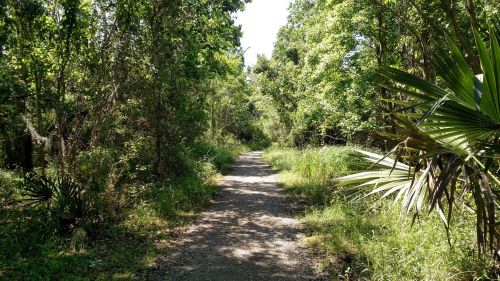 A narrow gravel path winds through a lush, green forest with trees and shrubs on either side.
