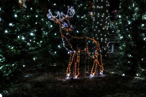 A lit-up reindeer decoration surrounded by glowing white lights and evergreen trees.