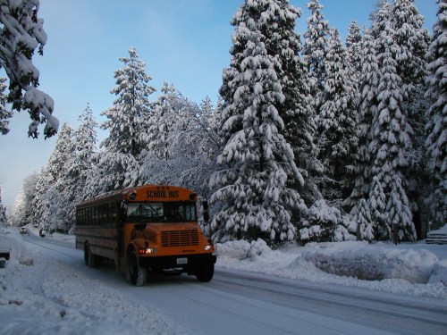 A yellow school bus drives on a snowy road surrounded by tall, snow-covered pine trees.