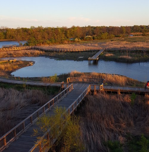 A wooden boardwalk winds through a wetland area with tall grasses and a calm waterway under a sunset sky.