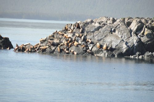 A group of seals lounging on rocky outcrops by the water, with a serene landscape in the background.