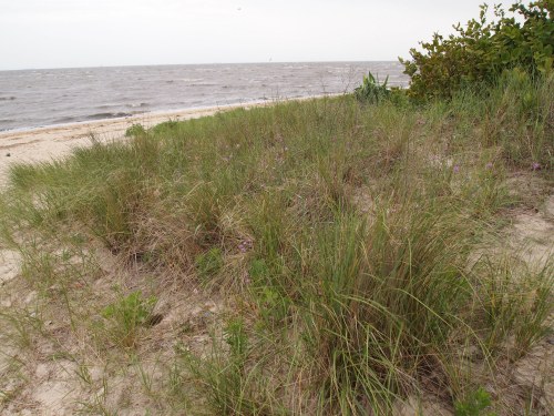 A sandy beach with tall grass and shrubs, overlooking a calm body of water under a cloudy sky.