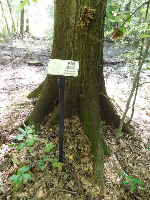 A sign labeled "Pin Oak" stands next to a large tree trunk in a wooded area, surrounded by fallen leaves and greenery.