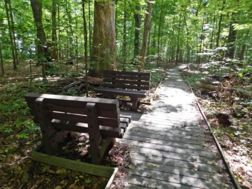 Two wooden benches beside a wooden path in a lush green forest. Sunlight filters through the trees.