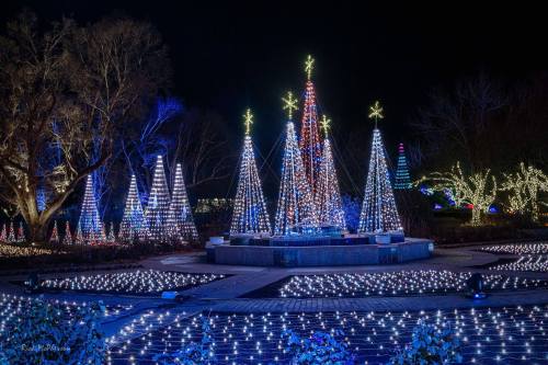A festive display of illuminated Christmas trees and lights in a park at night, creating a magical winter scene.