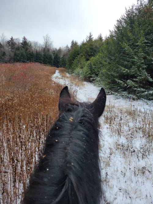 View from a horse's back, looking down a snowy trail lined with trees and autumn foliage.