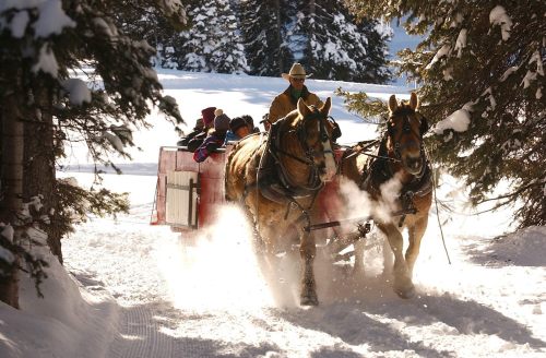 A horse-drawn sleigh carries passengers through a snowy landscape, surrounded by tall trees.