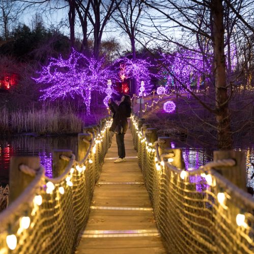 A person stands on a wooden bridge surrounded by glowing purple trees and festive lights at night.