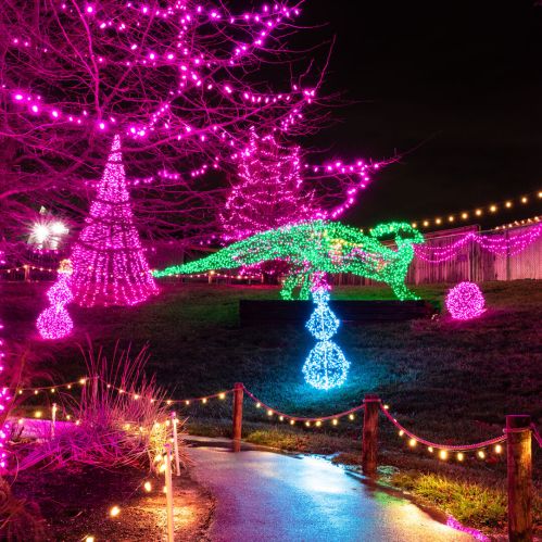 Colorful holiday lights illuminate a dinosaur and trees, creating a festive scene in a park at night.