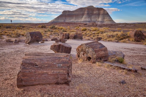 Petrified wood logs scattered across a desert landscape with a large, rocky formation in the background under a cloudy sky.