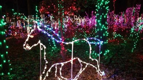 A glowing outline of a horse made of colorful lights amidst a vibrant display of holiday lights in a wooded area.