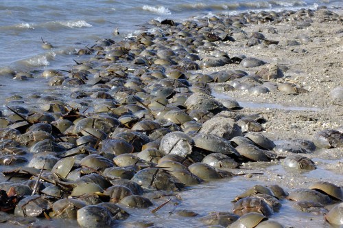 A shoreline covered with numerous horseshoe crabs, partially submerged in shallow water.