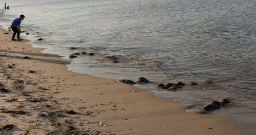 A person crouches by the water's edge on a beach, observing sea turtles along the shoreline.