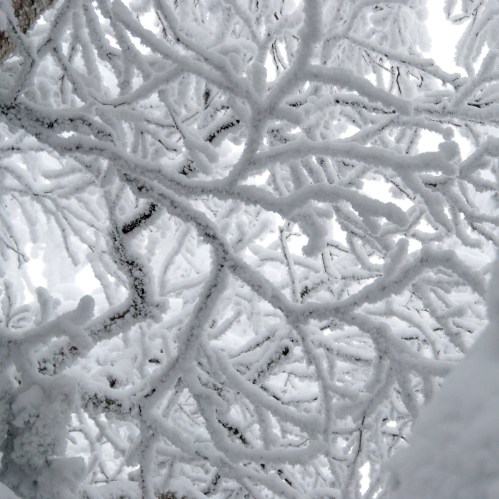 Frost-covered tree branches against a snowy background, creating a serene winter scene.