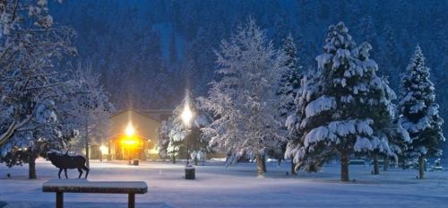 A snowy landscape at night, featuring trees covered in snow and a warm light glowing from a building in the background.