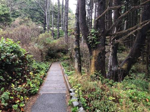 A wooden path winds through a lush forest with tall trees and greenery on either side.