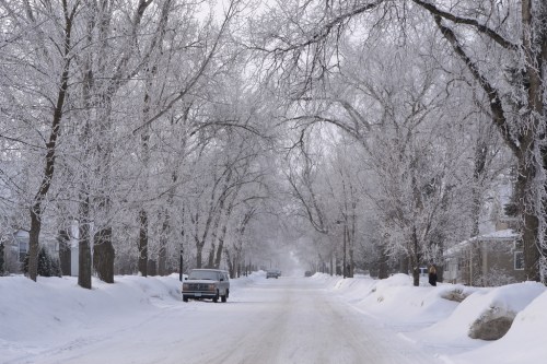 A snowy street lined with frosted trees, creating a serene winter landscape.