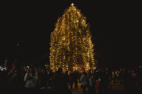 A large, illuminated Christmas tree surrounded by a crowd at night, adorned with bright lights and a star on top.