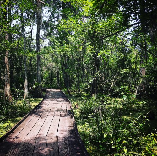 A wooden boardwalk winding through a lush, green forest with dense trees and vibrant foliage.