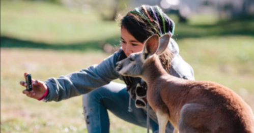 A girl crouches down to take a selfie with a kangaroo in a grassy outdoor setting.
