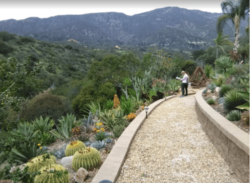 A winding gravel path through a lush garden with cacti and mountains in the background. A person is tending to the plants.