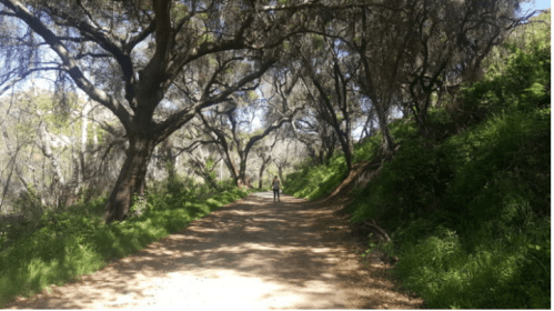 A person walks along a dirt path surrounded by lush greenery and large trees in a serene outdoor setting.
