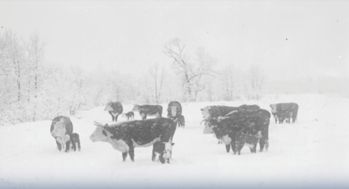 A herd of cows standing in a snowy landscape during a winter storm. Trees are faintly visible in the background.