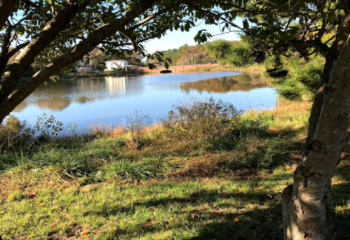 A serene lake view framed by trees, with grassy banks and a clear blue sky reflecting on the water's surface.