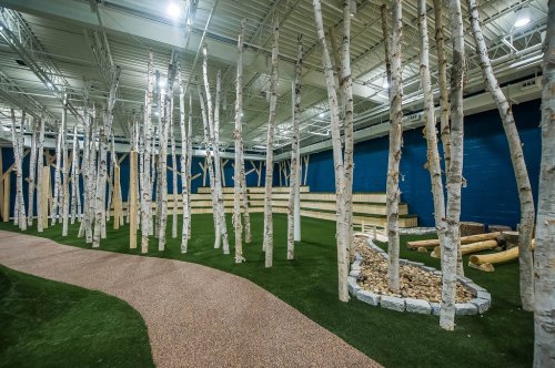A serene indoor space featuring a winding path through white birch trees and a landscaped area with stones and logs.