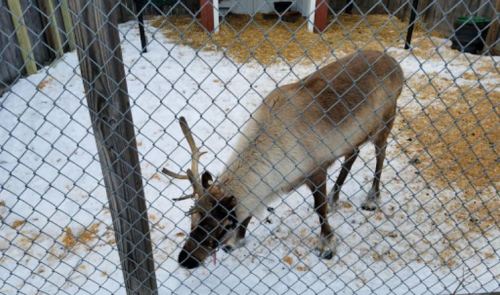 A reindeer stands in a snowy enclosure, surrounded by straw and a fence.