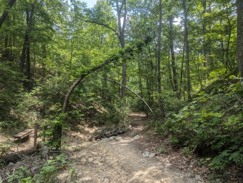 A winding dirt path through a lush green forest with trees arching overhead.