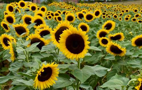 A vibrant field of sunflowers with bright yellow petals and dark centers, stretching towards the horizon.