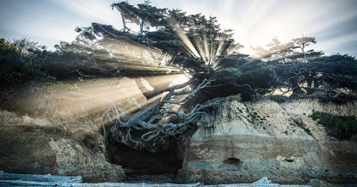 A dramatic coastal scene featuring a twisted tree with sunlight rays streaming through, illuminating the rocky landscape.