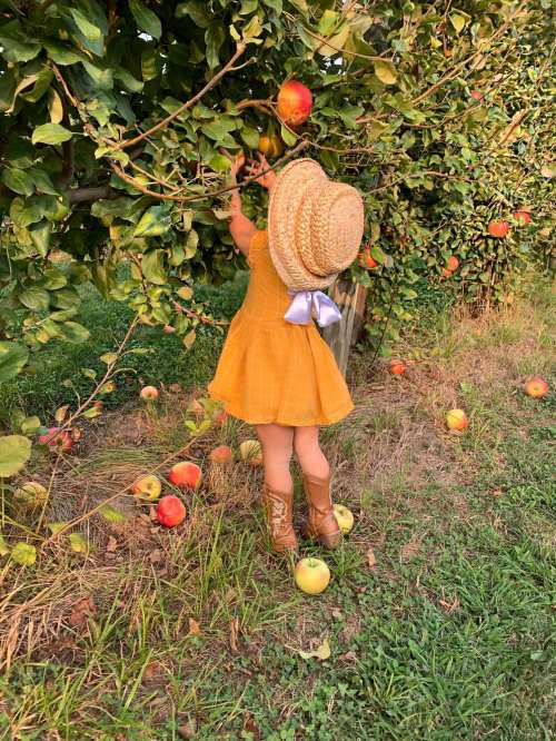 A child in a yellow dress and straw hat reaches for apples on a tree, surrounded by fallen apples on the ground.