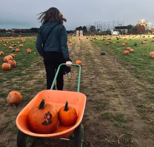A person pushes a wheelbarrow filled with pumpkins through a pumpkin patch on a cloudy day.