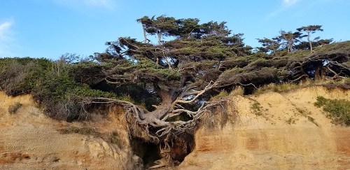 A gnarled tree with exposed roots grows from a cliff, surrounded by greenery and a clear blue sky.