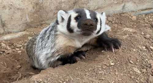 A badger with distinctive black and white markings sits on the ground, looking curiously at the camera.