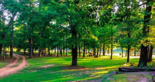 A serene park scene with lush green trees, a dirt path, and sunlight filtering through the leaves.