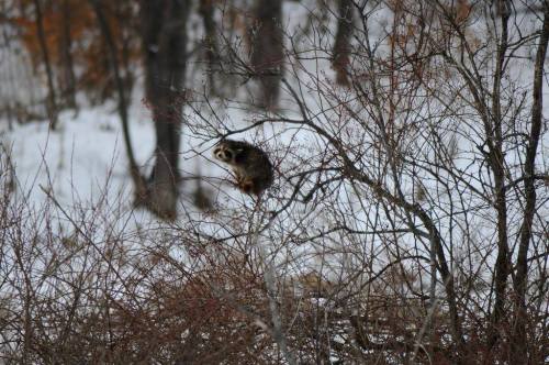 A raccoon perched on a branch among bare trees in a snowy landscape.